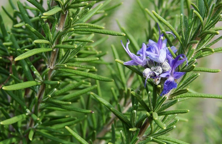 Benefits of Rosemary Water for the hair: active stimulant for healthy hair