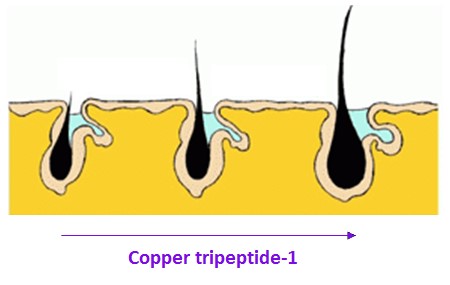Copper tripeptide: revolutionary peptide that regenerates hair follicles