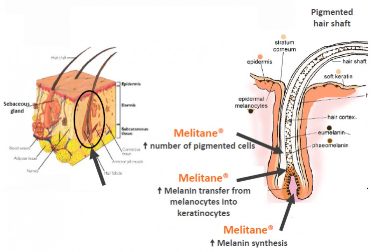 MELITANE ™, ACTIVE PRINCIPLE OF REDENHAIR ANTIGRAY LOTION MELITANE ™, ACTIVE PRINCIPLE OF REDENHAIR ANTIGRAY LOTION