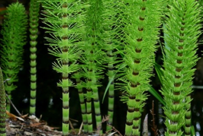 The extraordinary properties of horsetail extract