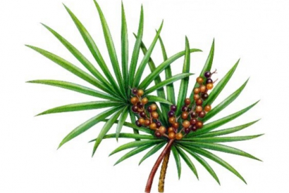SAW PALMETTO : la source naturelle pour fortifier les cheveux