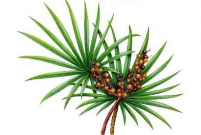 SAW PALMETTO: the natural source of strength for hair
