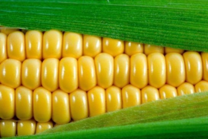 Hydrolyzed corn protein