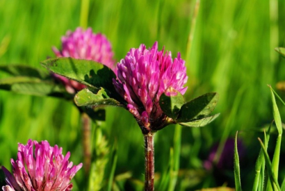 RED CLOVER EXTRACT AND ACETYL TETRAPEPTIDE-3 TO TREAT ANDROGENETIC ALOPECIA