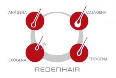 Phases du cycle capillaire
