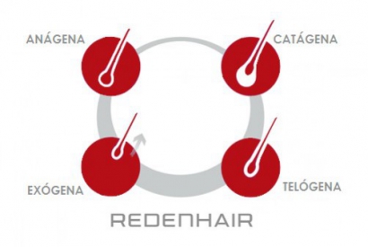 Stages of the hair growth cycle