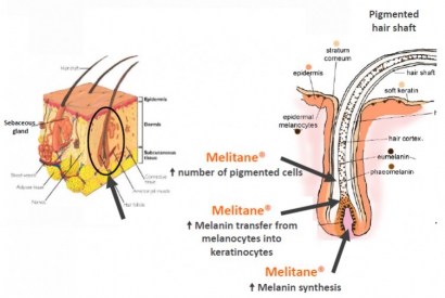 MELITANE ™, PRINCIPE ACTIF DE LA LOTION ANTI-CHEVEUX BLANCS